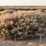 Ракитовица